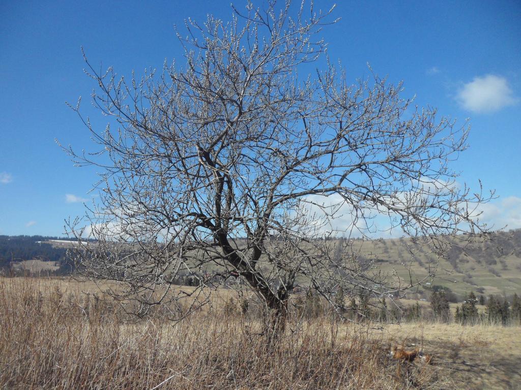 Pokoje Goscinne Na Stromej Закопане Экстерьер фото
